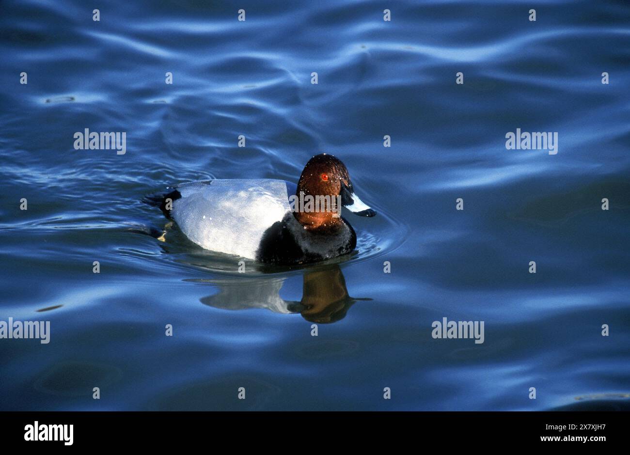 Gewöhnliche Pochard Ente (Aythya ferina) Stockfoto