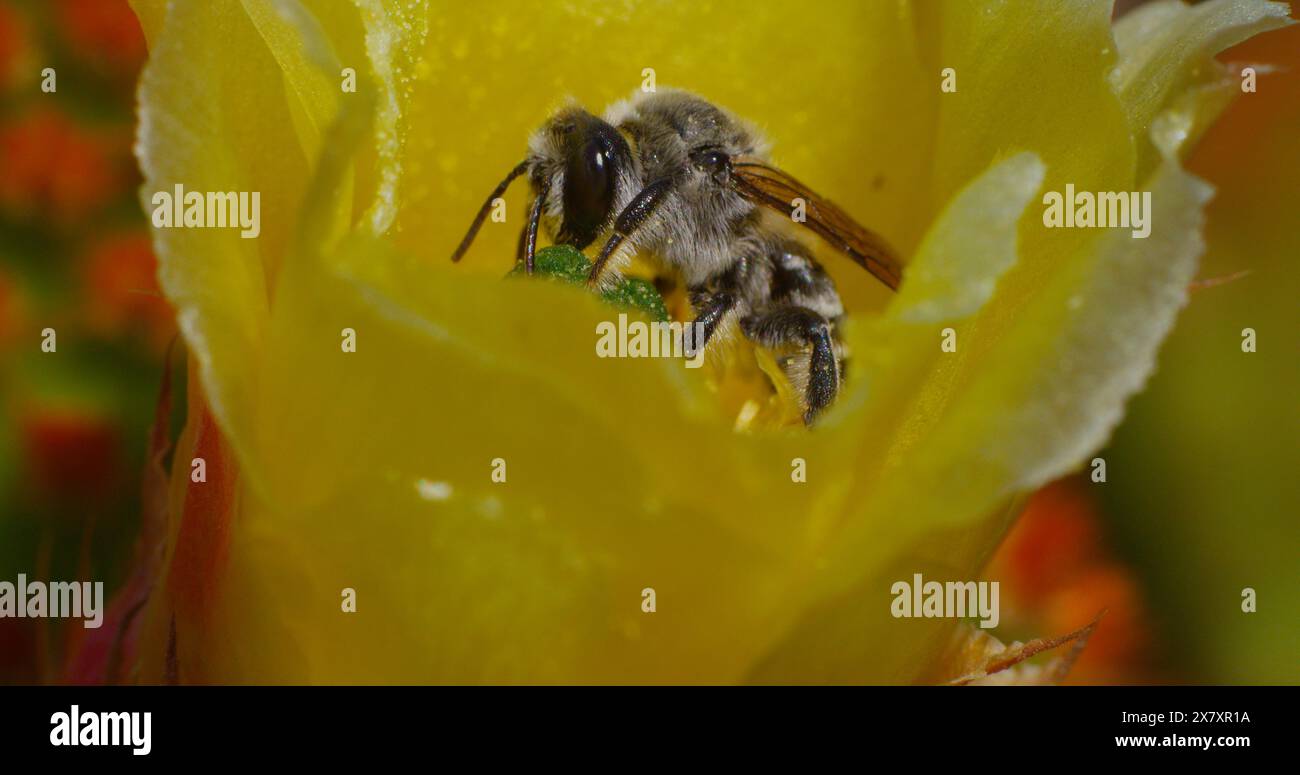 Einsame Kaktusbiene (diadasi) ernährt sich vom Nektar eines blühenden Kaktuskaktus und verlässt schnell. Stockfoto