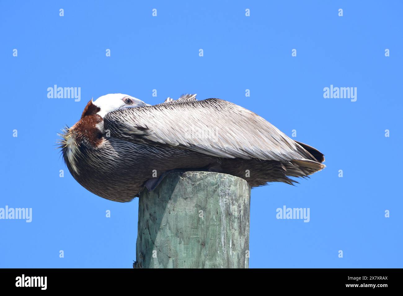 Ein Blick aus der Nähe auf einen braunen Pelikan mit eingezogenem Kopf sitzt auf einem Holzpfahl, vor einem leuchtend klaren blauen Himmel, der aufmerksam beobachtet. Stockfoto