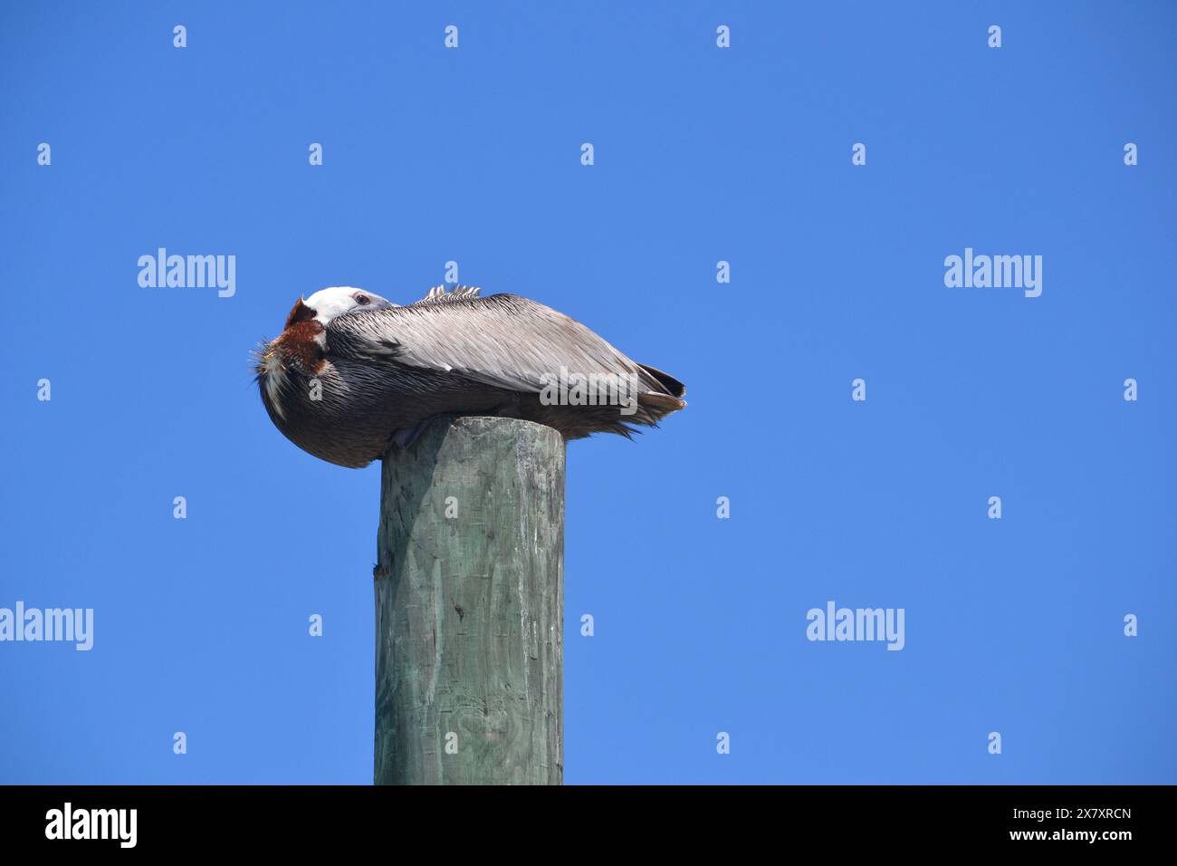Ein brauner Pelikan, dessen Kopf eingedeckt ist, ragt auf einem Holzpfahl vor dem Hintergrund eines auffallend klaren blauen Himmels und beobachtet den Fotografen aufmerksam Stockfoto
