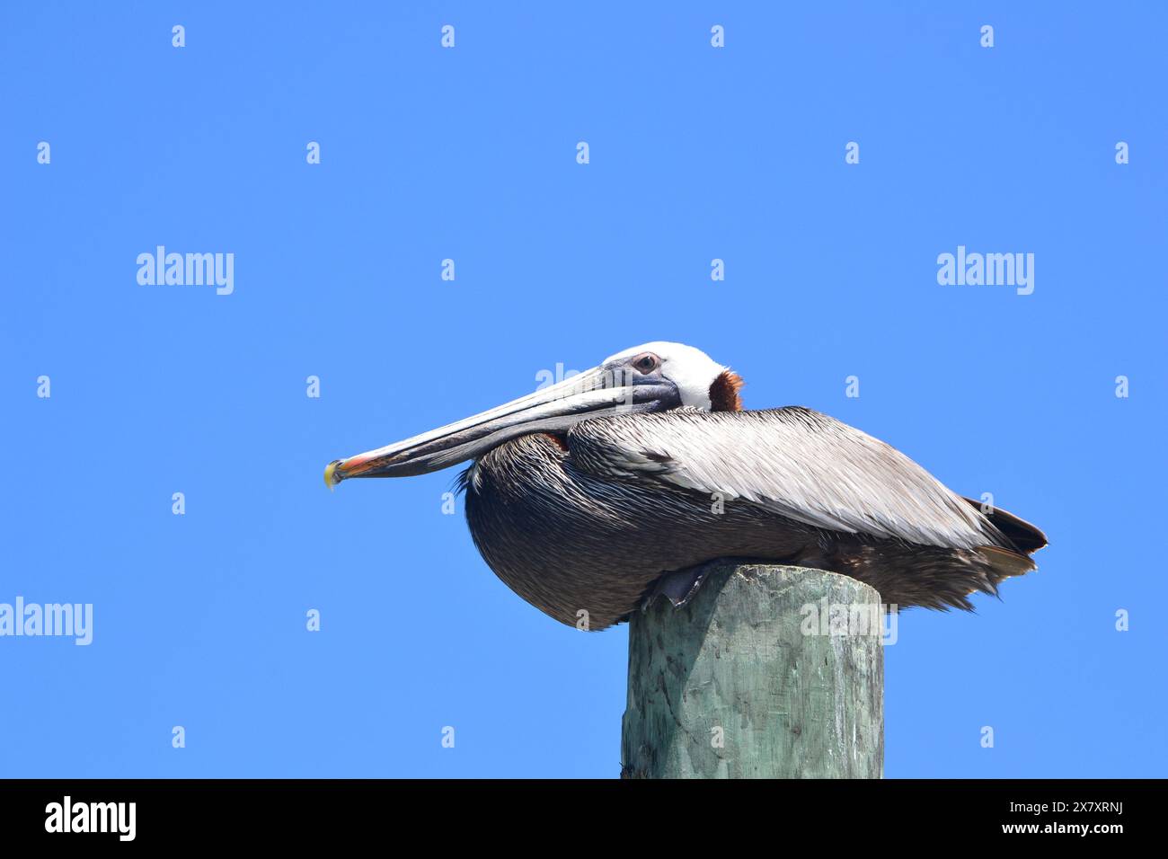 Ein brauner Pelikan thront auf einem Holzmast, eingerahmt vom auffallend klaren blauen Himmel, und beobachtet aufmerksam, wie ich den Moment am Ponce Inlet Beach festhalte. Stockfoto