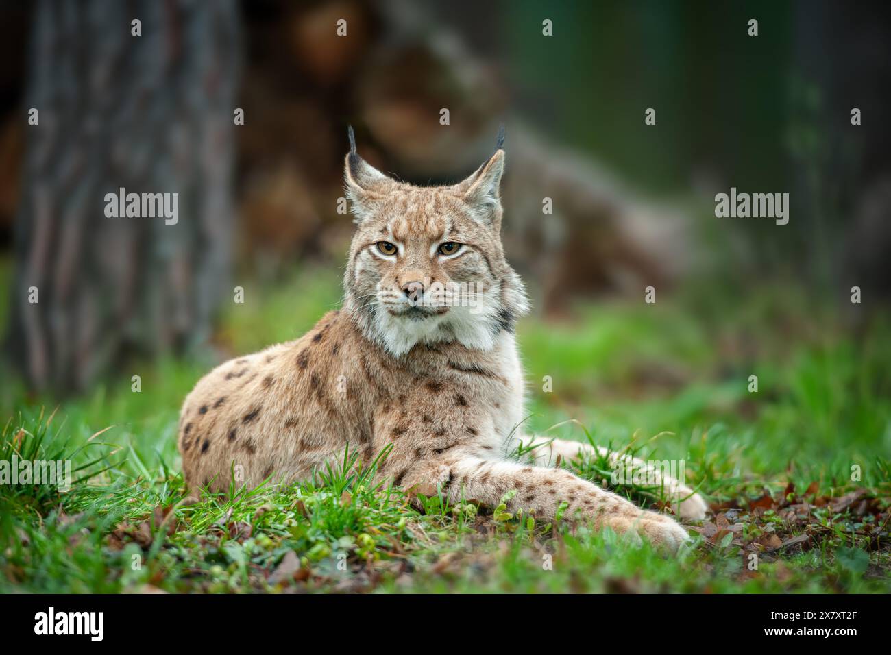 Ein Luchs, eine mittelgroße Wildkatze mit spitzen Ohren und Fell, sitzt im Gras im Wald. Der Luchs sucht in seinem natura nach potenziellen Beute oder Bedrohungen Stockfoto