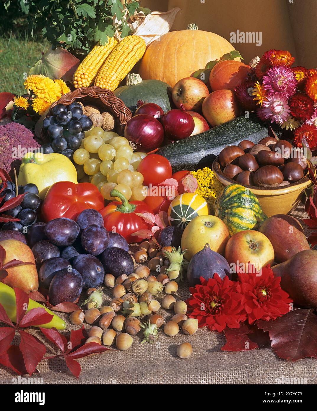 Stillife: Angeordnete Herbstfrüchte. Stockfoto