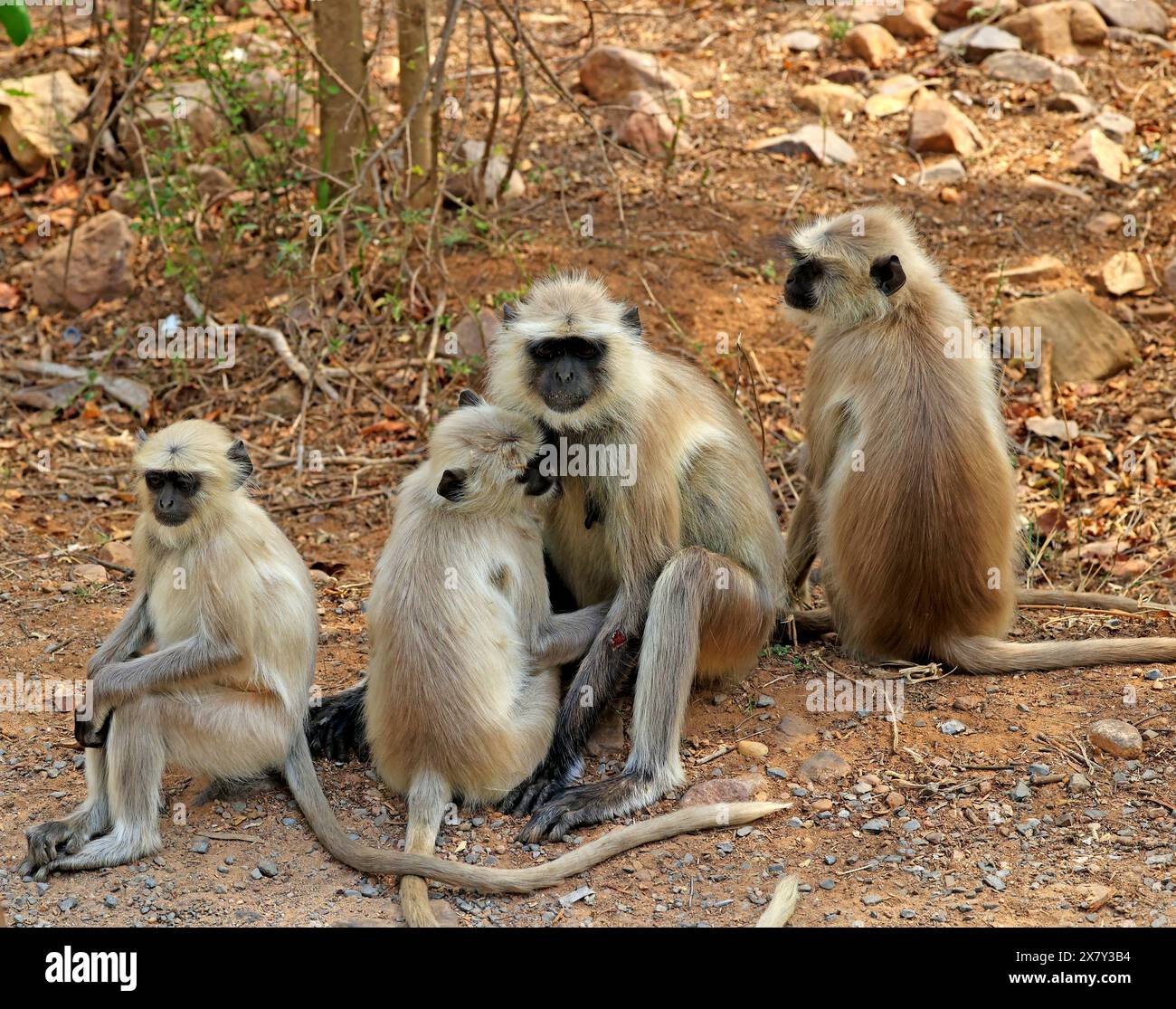 Die atemberaubende Tierwelt des Ranthambore National Park Indien Stockfoto