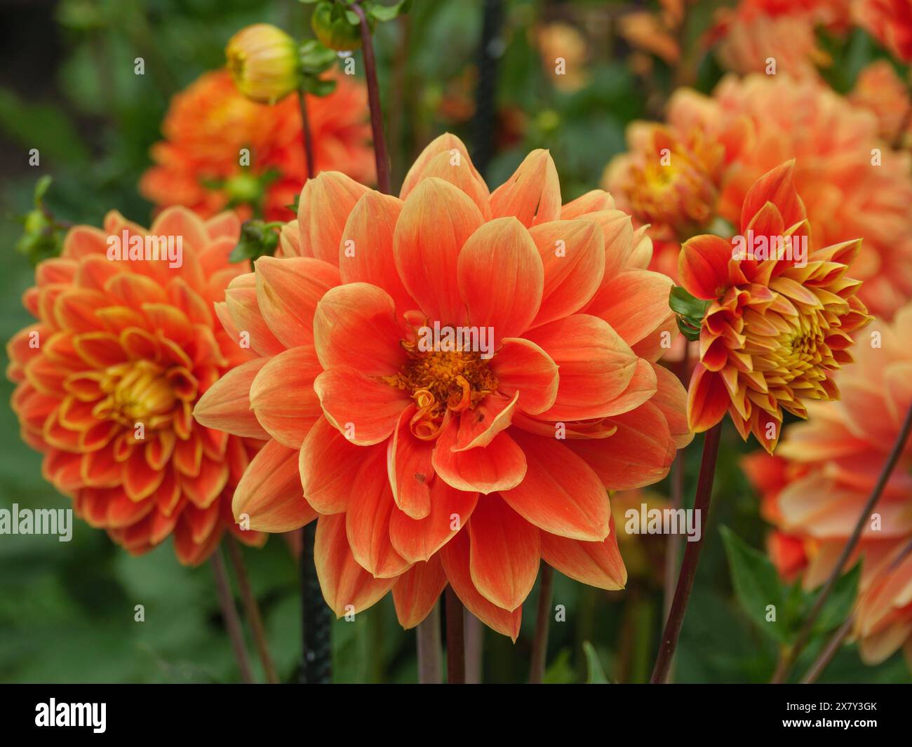 Nahaufnahme von orangen Dahlien in voller Blüte mit grünem Hintergrund, blühende Dahlien in verschiedenen Farben in einem Garten, legden, deutschland Stockfoto