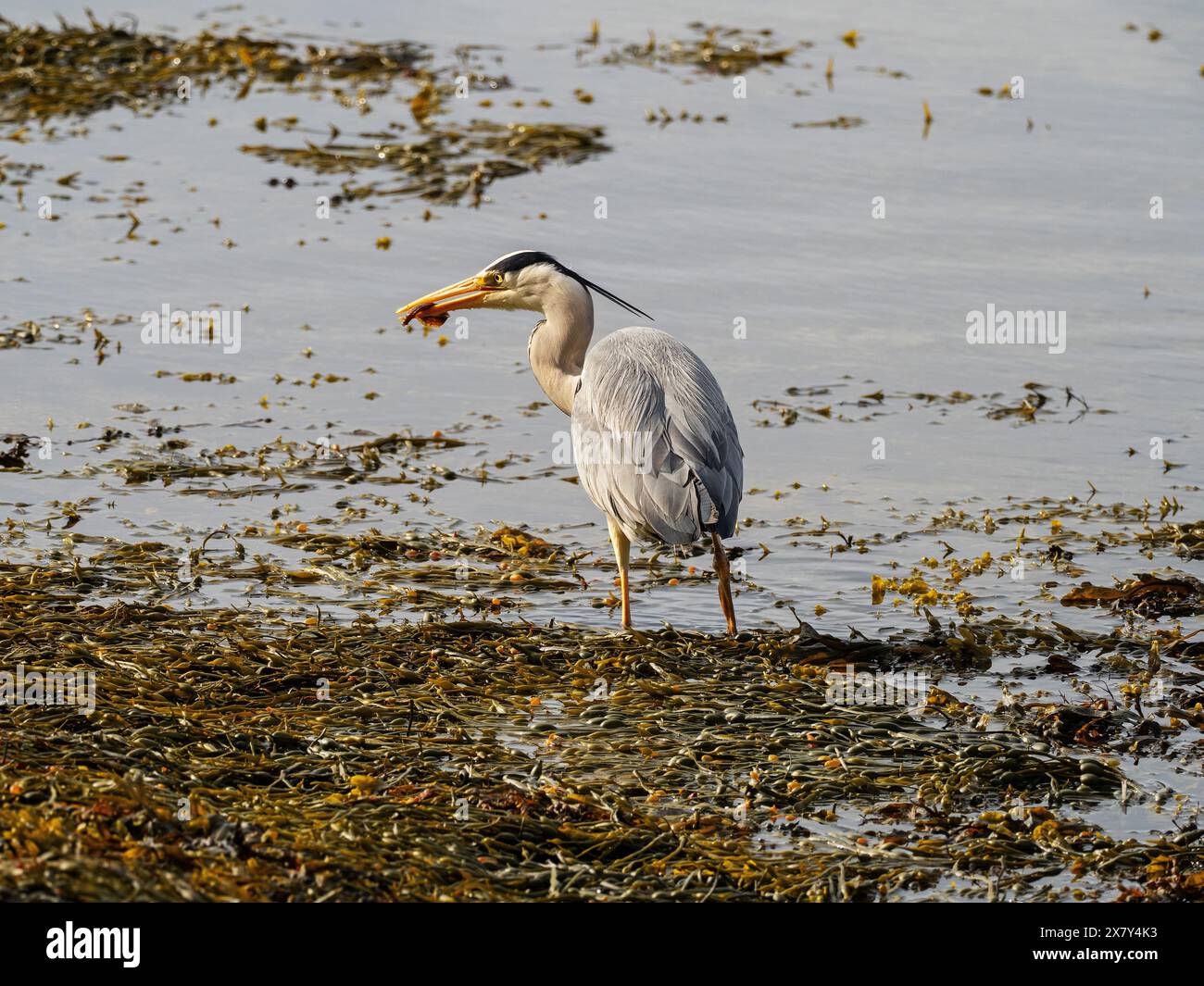 Graureiher Ardea cinerea mit einem Butterfish Pholis gunnellus neben Loch A' Choire, Kingairloch, Highland Region, Schottland, Vereinigtes Königreich, Mai 2022 Stockfoto