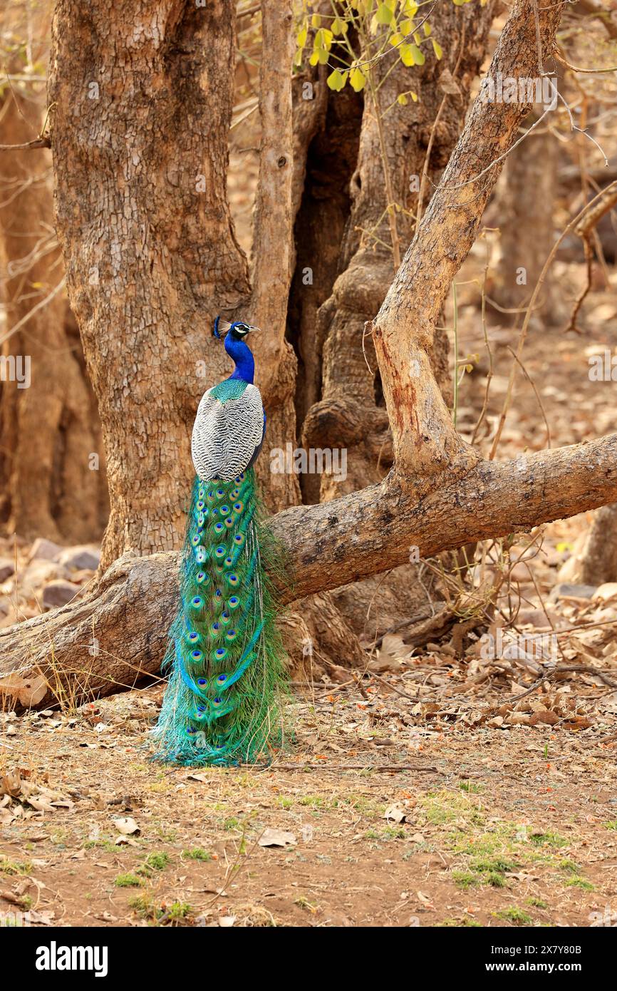 Die atemberaubende Tierwelt des Ranthambore National Park Indien Stockfoto