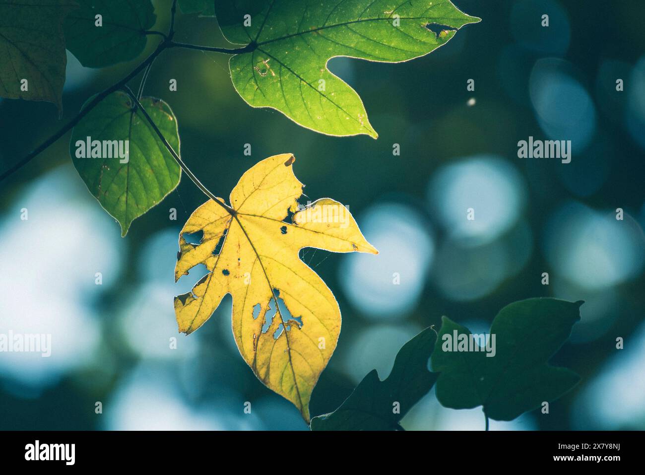 Grüner Blatthintergrund Texturen ökologischer Garten auf tropischem Regenwald Dschungel Bananenblätter Palme. Grünes, helles, abstraktes Muster in der Natur e Stockfoto