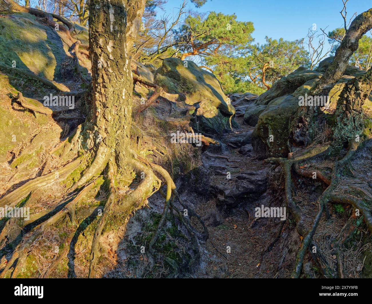 Die Dörenther Klippen, Felsbrocken und Bäume, die im Felsen verwurzelt sind, im UNESCO Geopark TERRA vita im Teutoburger Wald. Osnabrück, Niedersachsen, Keim Stockfoto