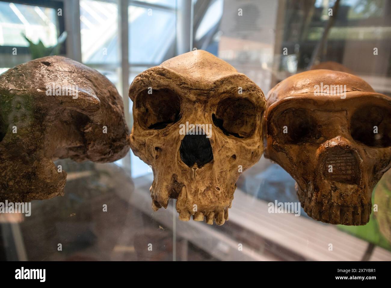 Prähistorische Schädel zu sehen Stockfoto