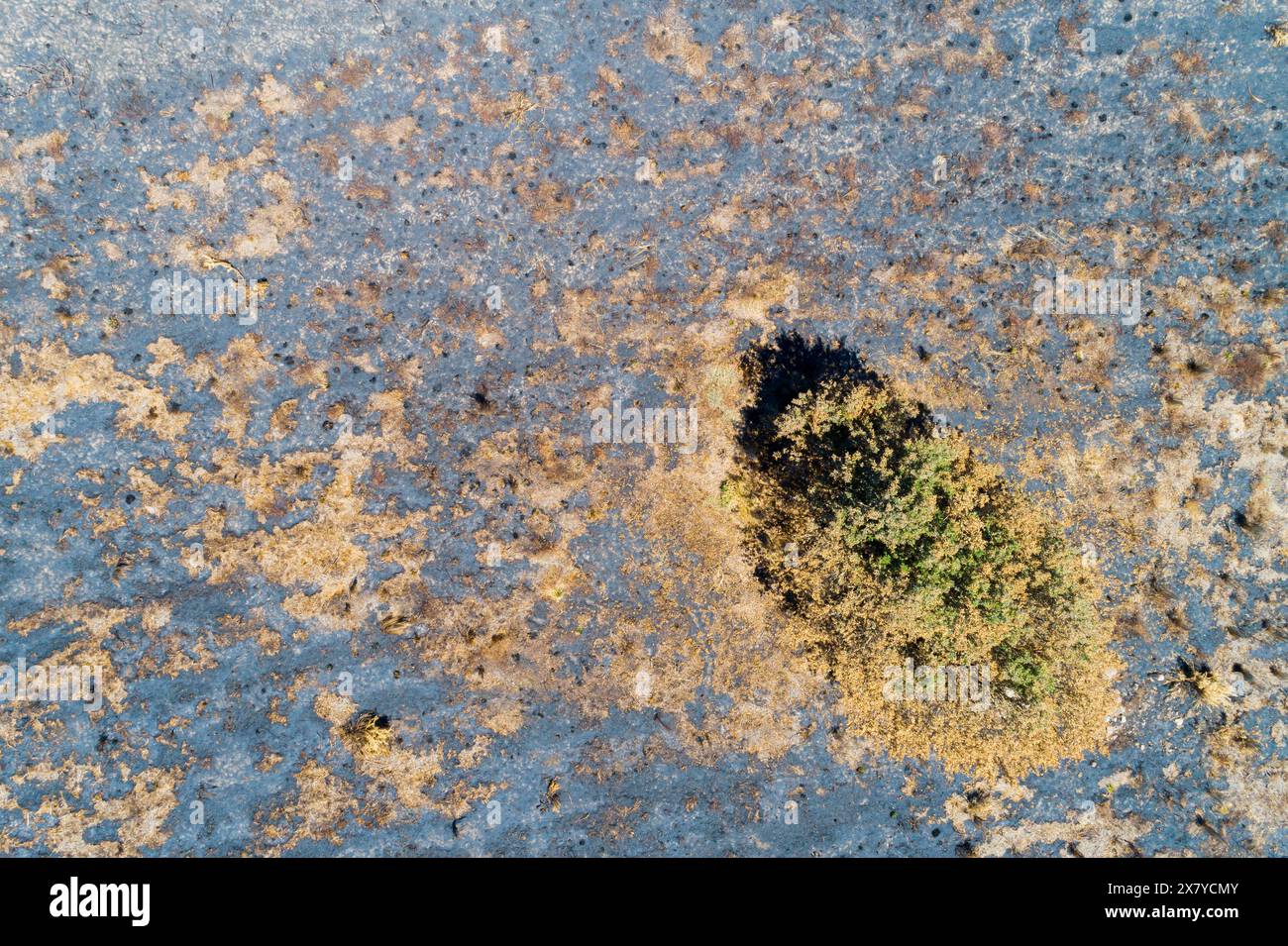 Blick von oben auf verbrannten Kiefernwald, Klimaschutzkonzept Stockfoto