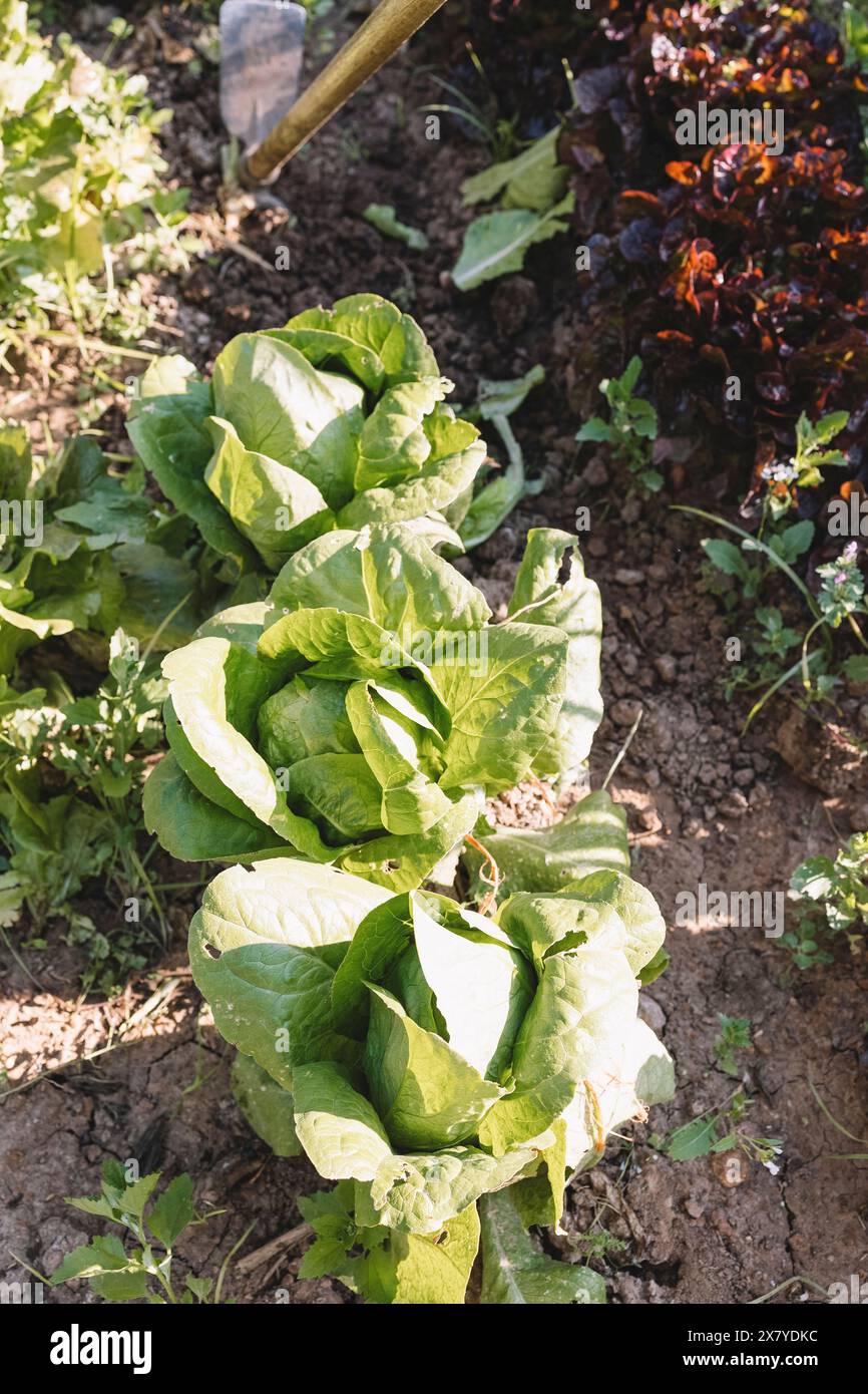 Salat wächst im Garten. Frischer Salat auf dem Boden. Bio-Gemüse auf dem Bauernhof. Ernte Stockfoto