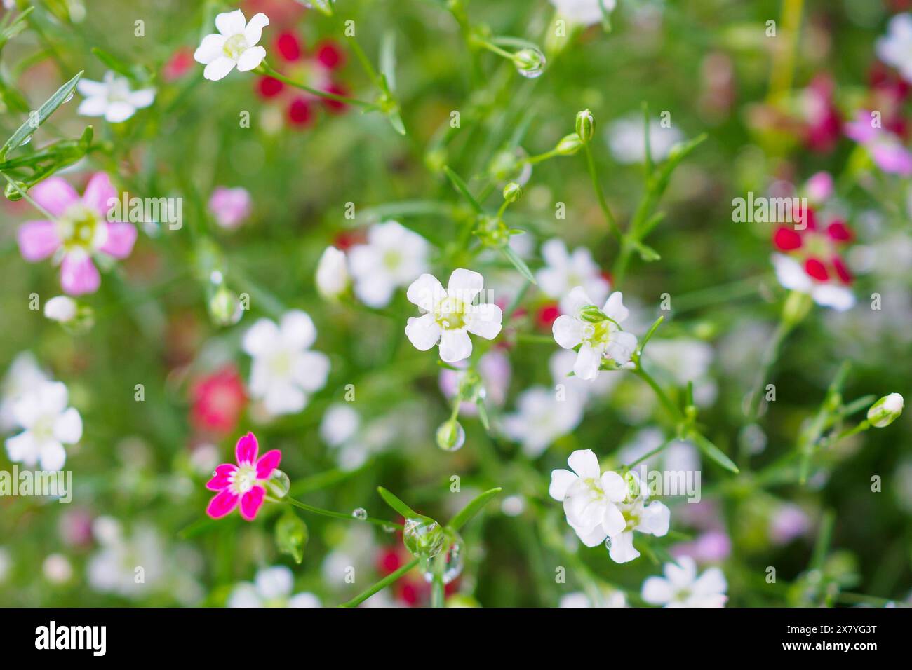 Schöne Babysbreath gypsophila blüht auf grüner Wiese mit Wassertropfen Stockfoto