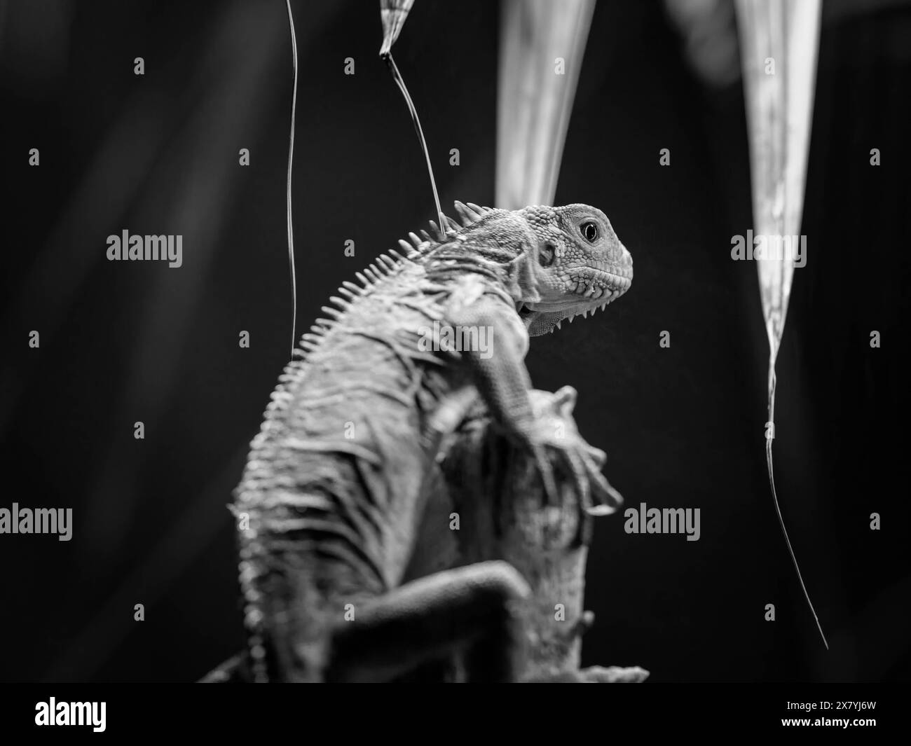 Ein kleiner Antillen-Leguan auf einem Zweig in einem Zoo, schwarz-weiß Österreich Stockfoto