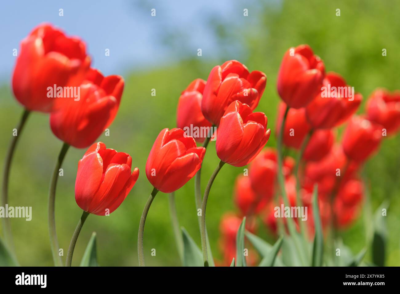 Rote Tulpen blühen im Garten. Frühling Hintergrund Stockfoto