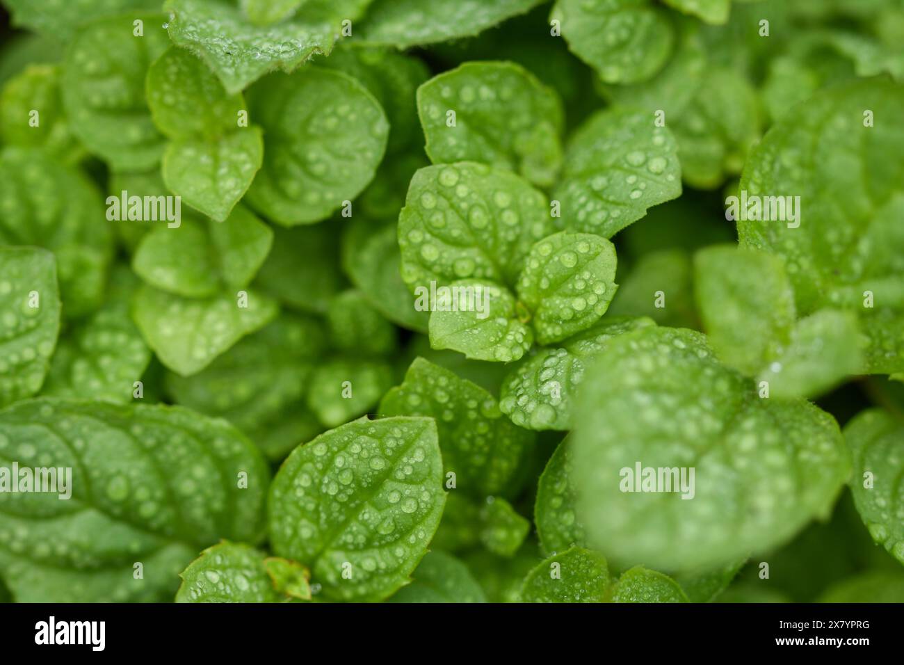 Frische Minzblätter im Garten Stockfoto