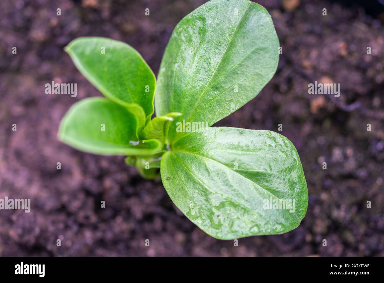 Bohnenpflanze im Boden Stockfoto