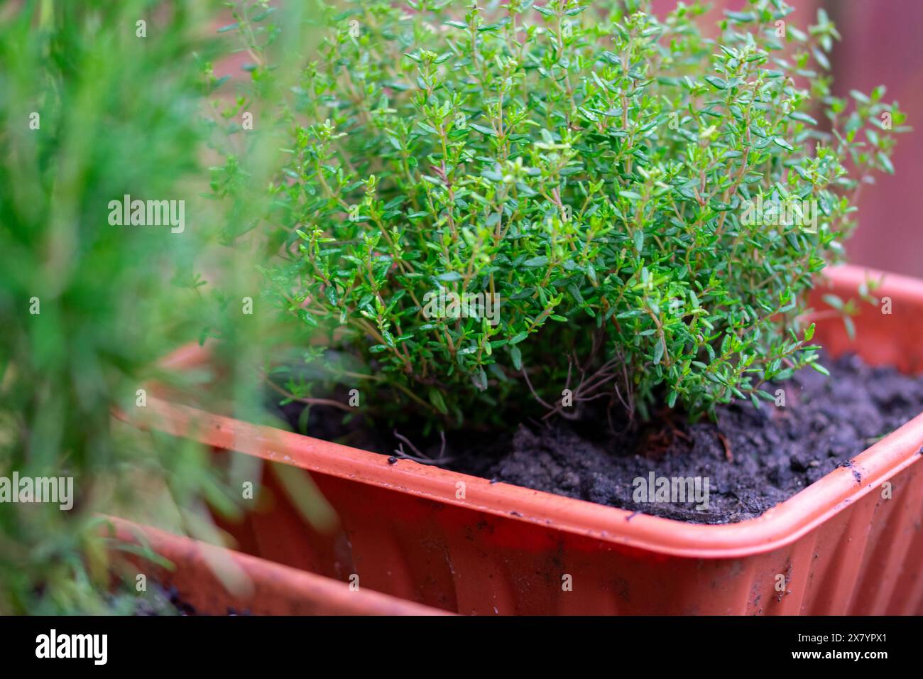 Frische Thymianpflanze Stockfoto