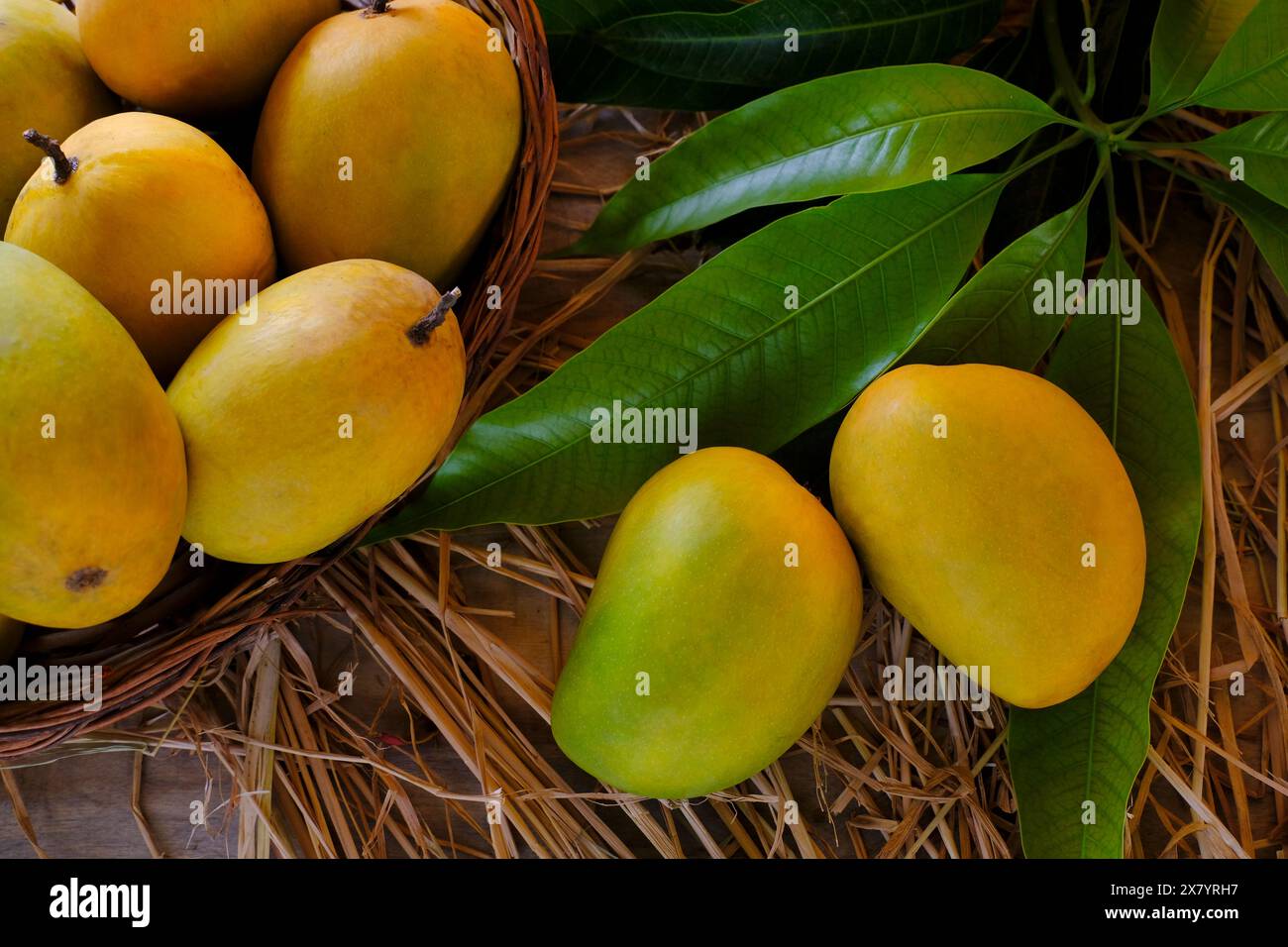 Frische tropische Mangobrüchte mit grünem Blatt, reife Mango im Gras. Stockfoto