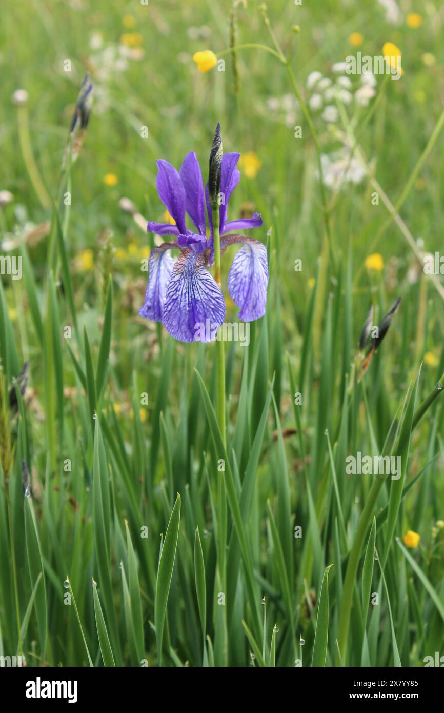 Lila Iris auf einer üppig grünen Bergwiese Stockfoto