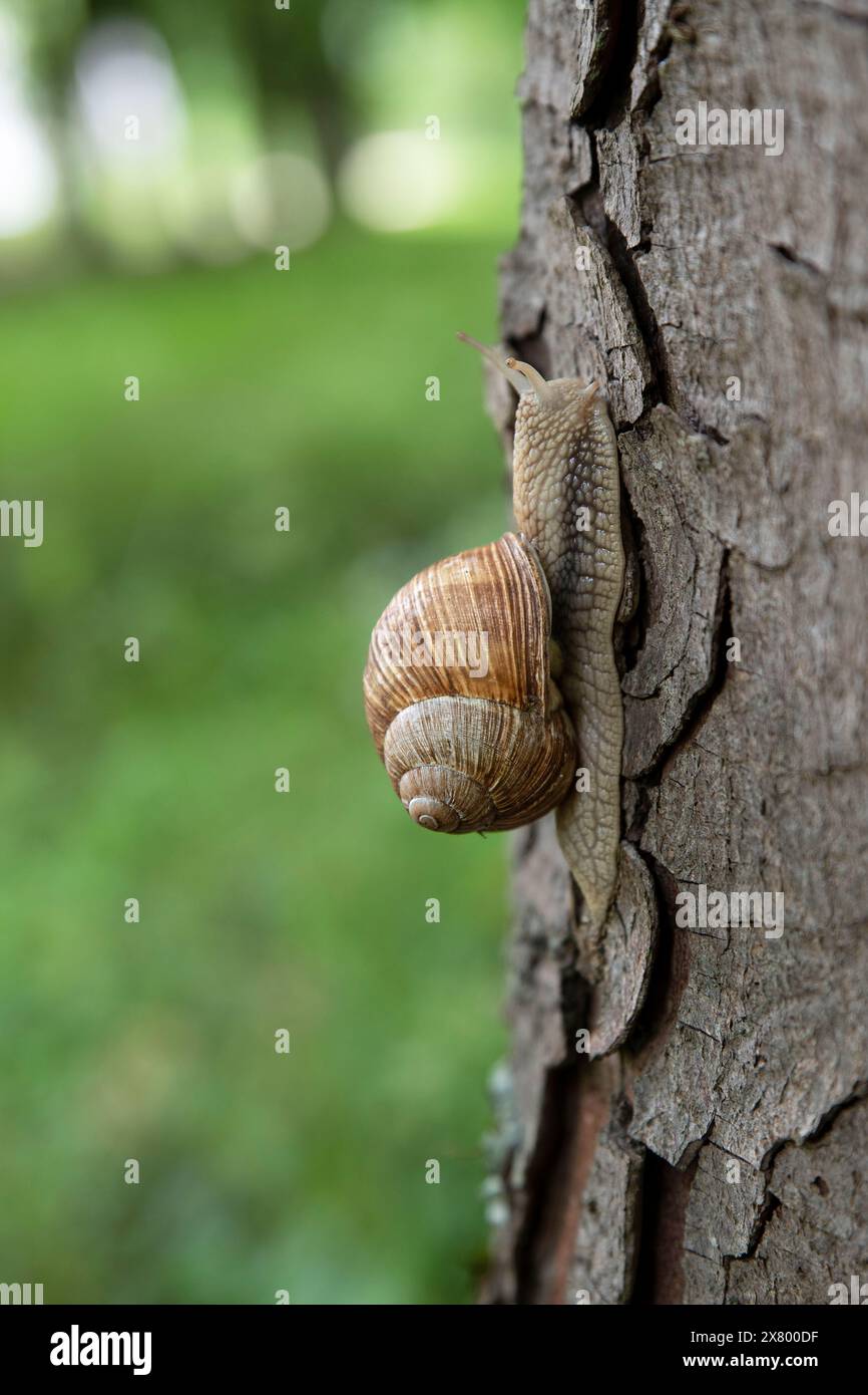 Eine große braune Schnecke klettert auf den Stamm eines Baumes Stockfoto