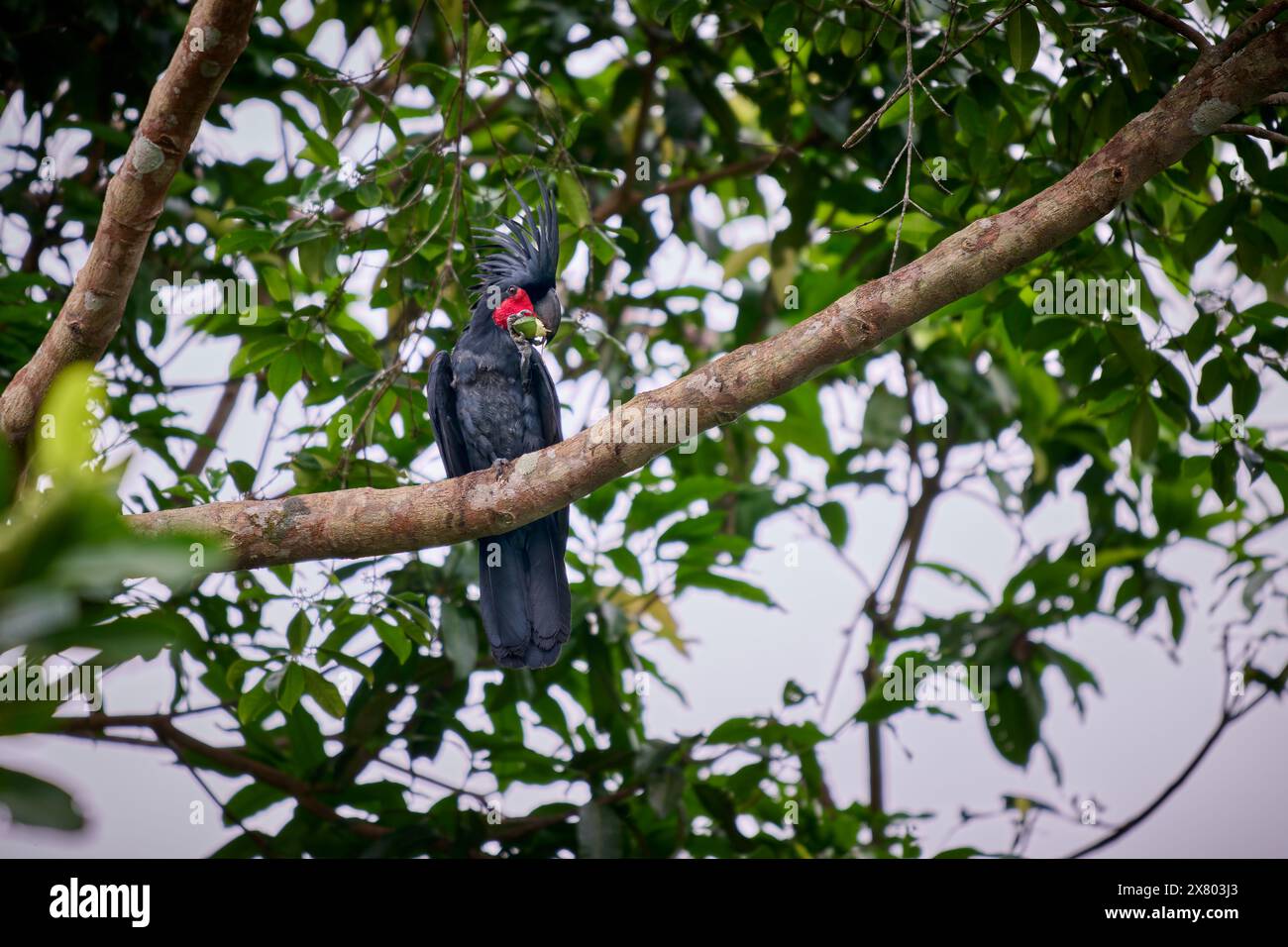 Palmkakatoo (Probosciger aterrimus), der eine Frucht isst, auch bekannt als goliath-Kakatoo oder großer schwarzer Kakatoo, Raja Ampat Stockfoto