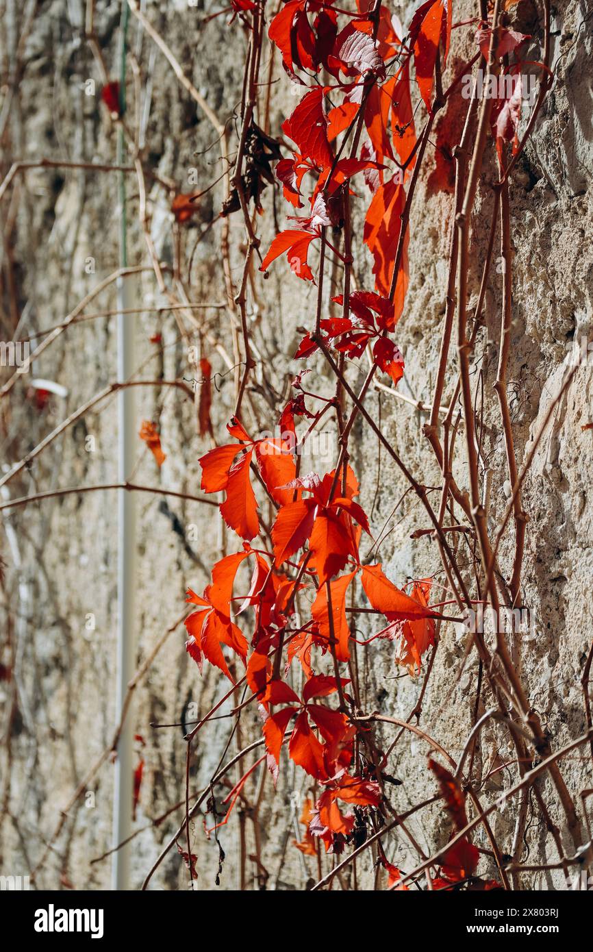 Herbstliche rote Traubenblätter auf einer alten Steinmauer an einem sonnigen Tag Stockfoto