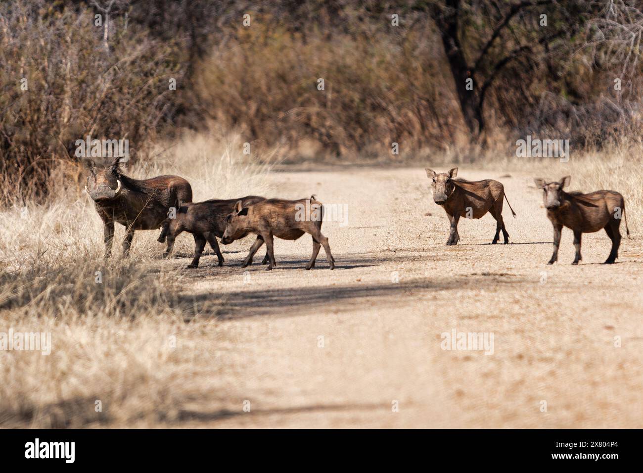 Warzenschweine afrikanische Schweinefamilie im Busch, die eine Feldstraße überquert Stockfoto