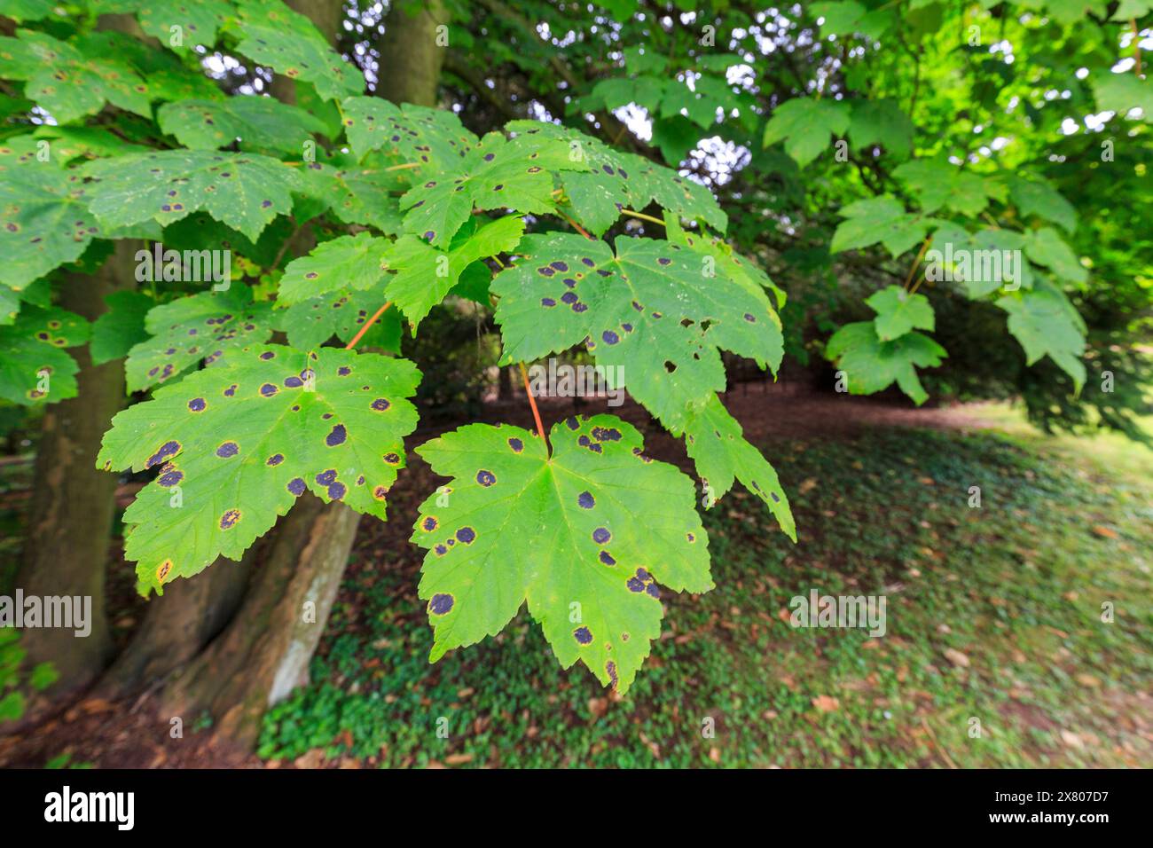 Sycamore Blätter mit Teerfleckenerkrankung, verursacht durch den Pilz Rhytisma acerinum, Witley Court, Worcestershire, England, Vereinigtes Königreich Stockfoto