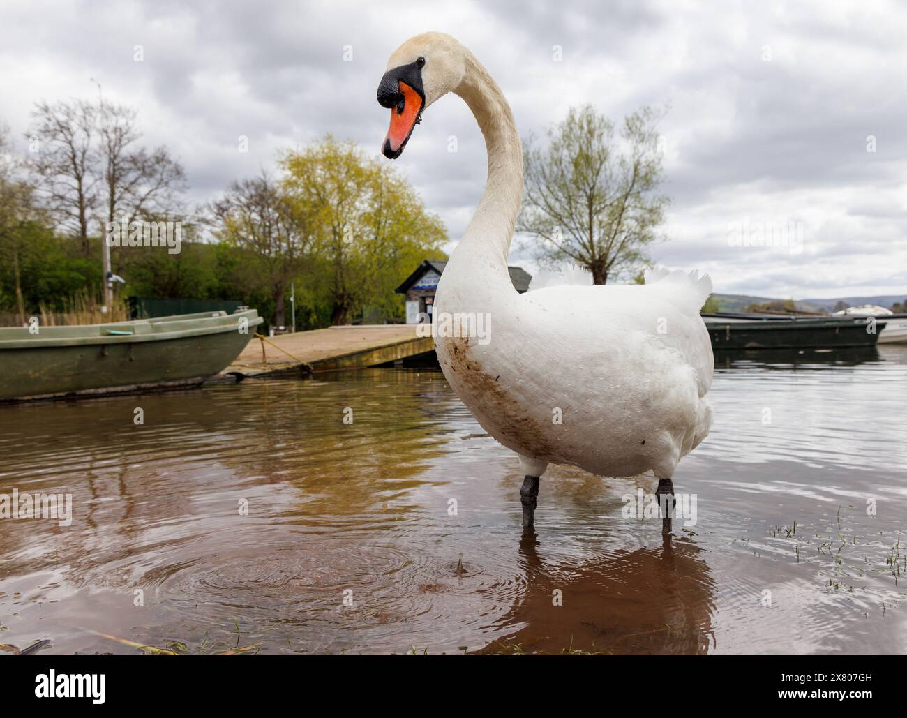 Swan, Llangorse Lake, Wales, Großbritannien Stockfoto
