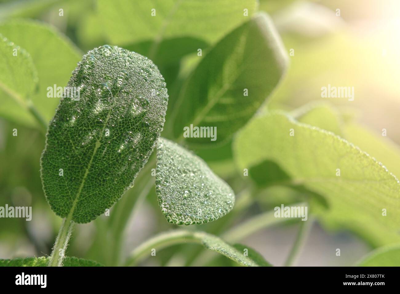Salbei wächst im Garten, Salvia officinalis Heilpflanzen aus der Nähe Stockfoto