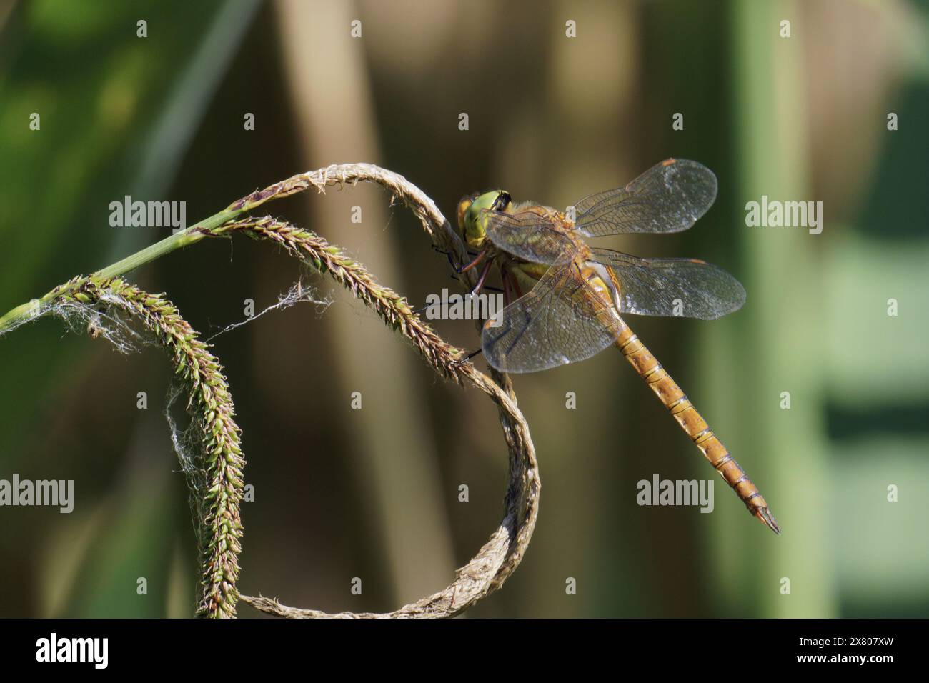 libelle, männliches Exemplar eines grünen Hawkers oder eines norfolk-Hawkers; Aeshna-Isozelen; Aeshnidae Stockfoto