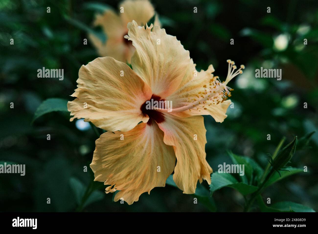 Pfirsichfarbene Hibiskusblüte Stockfoto