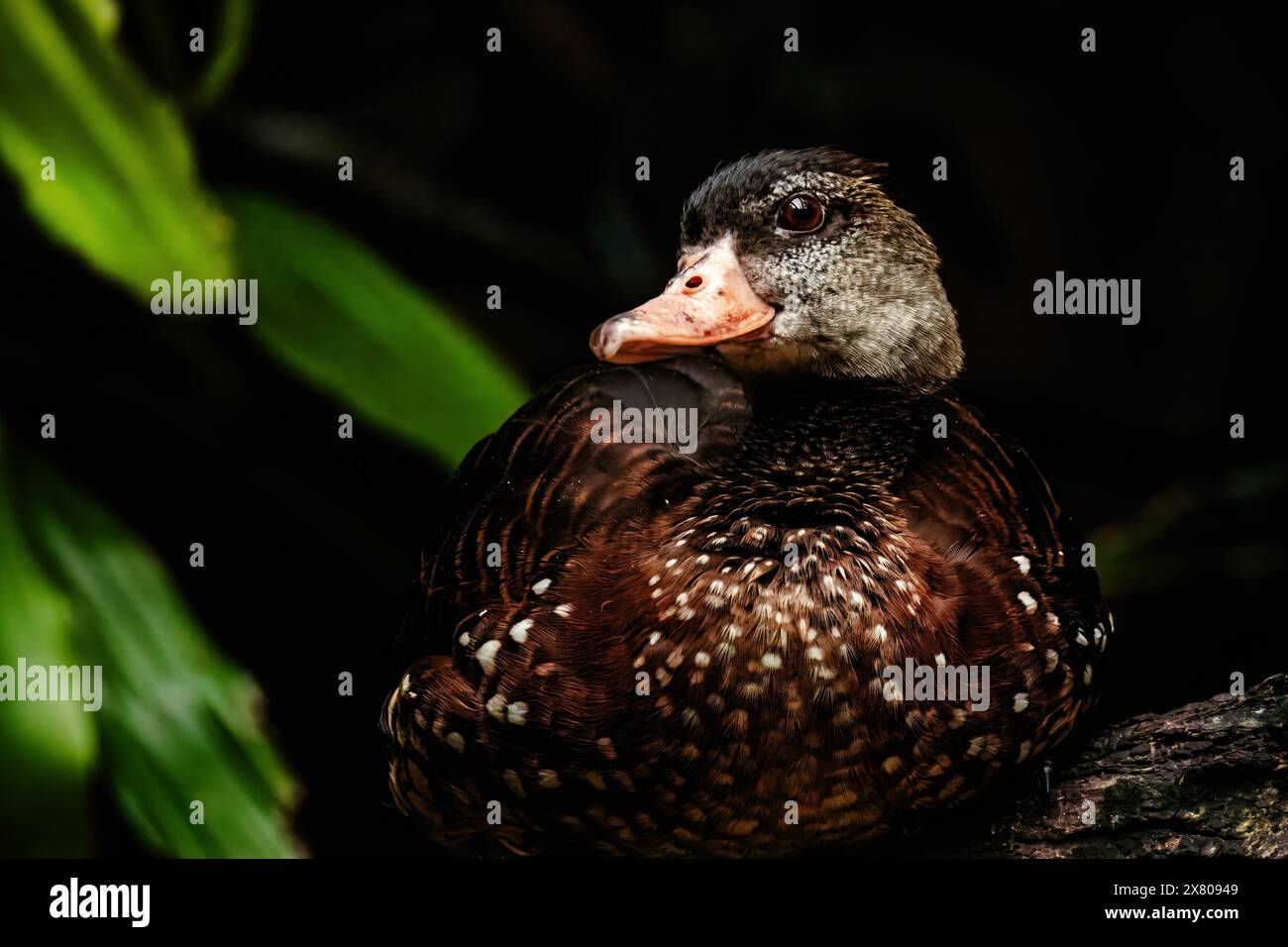 Kleine Ente, die in einem bewaldeten Bereich sitzt. Stockfoto