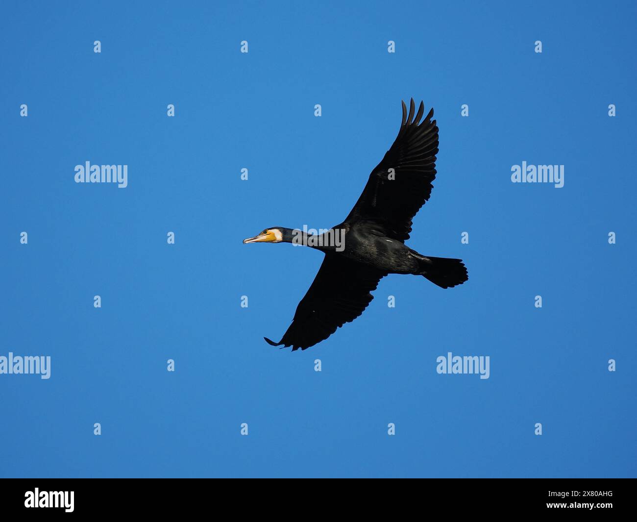 Kormorane haben sich in den letzten Jahren in die Binnengewässer des Vereinigten Königreichs ausgeweitet, was zu gewissen Spannungen mit den Fischern führte. Stockfoto