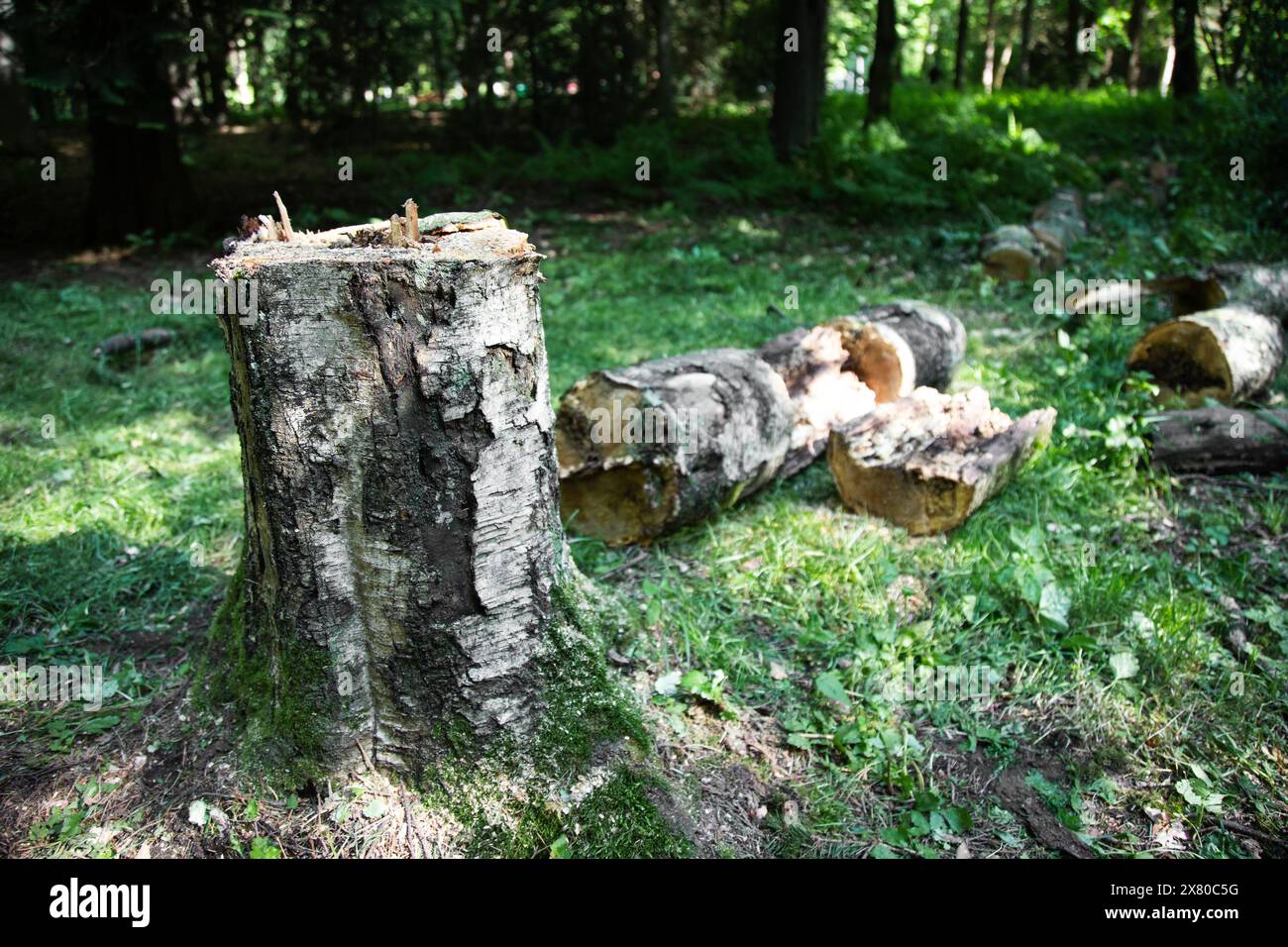 Entwaldung von Wäldern und illegaler Holzeinschlag. Stockfoto