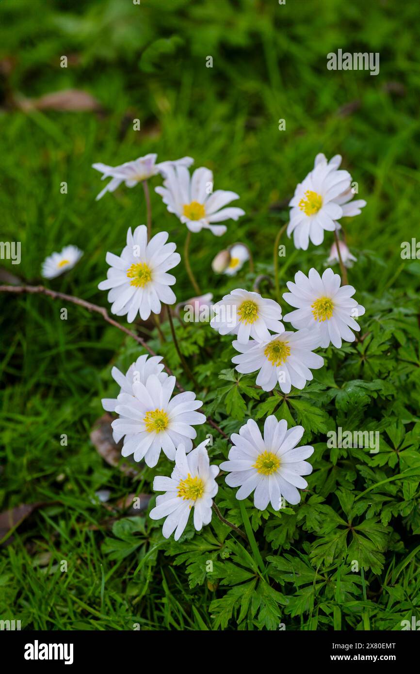 Holzanemone Anemonoides nemorosa wächst in einem Garten in England im Vereinigten Königreich. Stockfoto