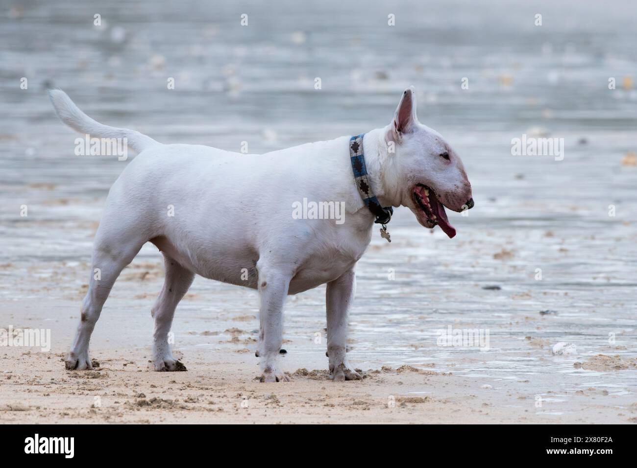 Ein englischer Bullterrier an der Bleileine am Fistral Beach in Newquay in Cornwall in Großbritannien. Stockfoto