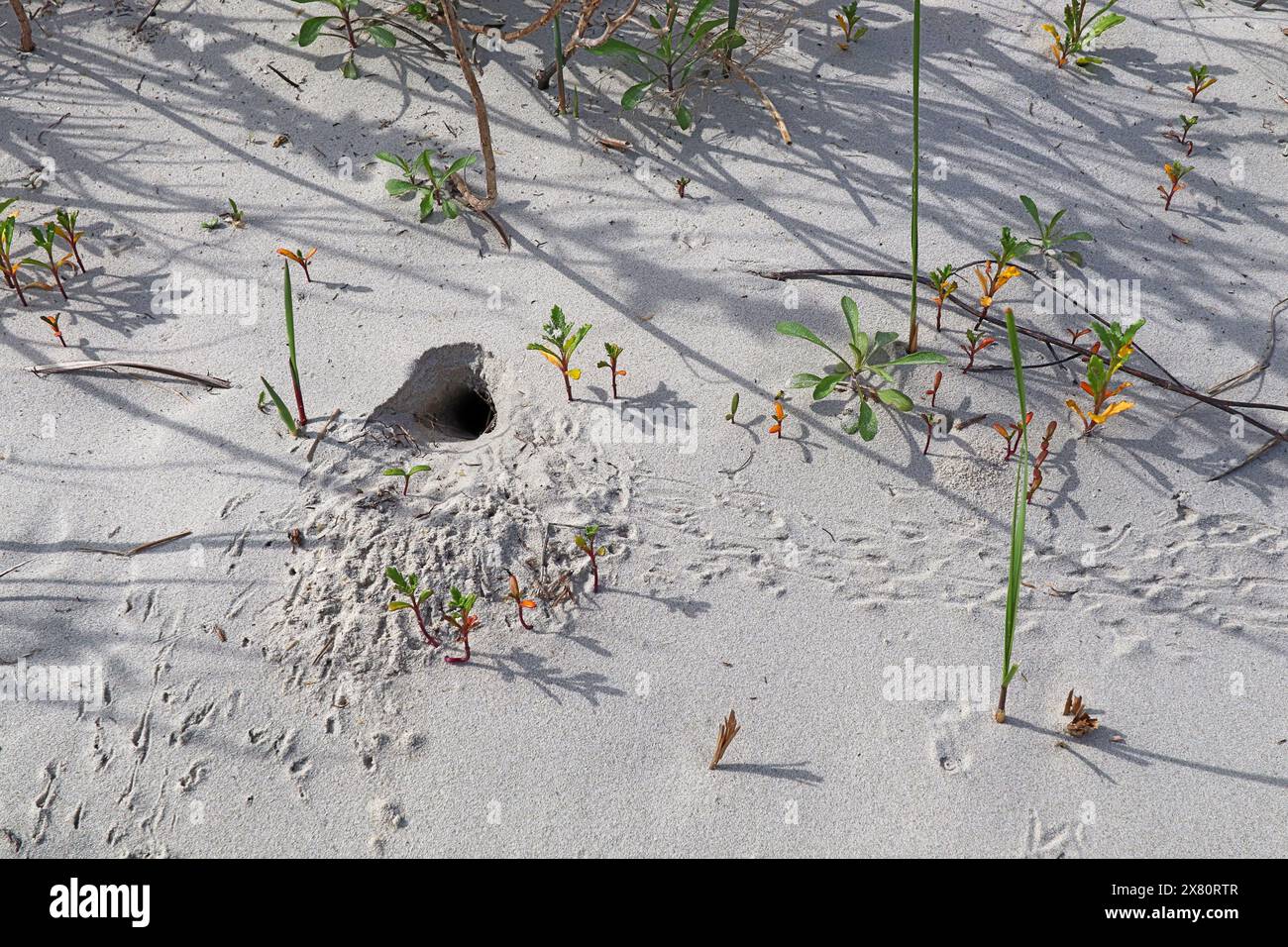 Graben mit Spuren einer Atlantischen Geisterkrabbe (Ocypode quadrata) in einer Sanddüne auf Pea Island bei Rodanthe am äußeren Ufer von North Carolina Stockfoto