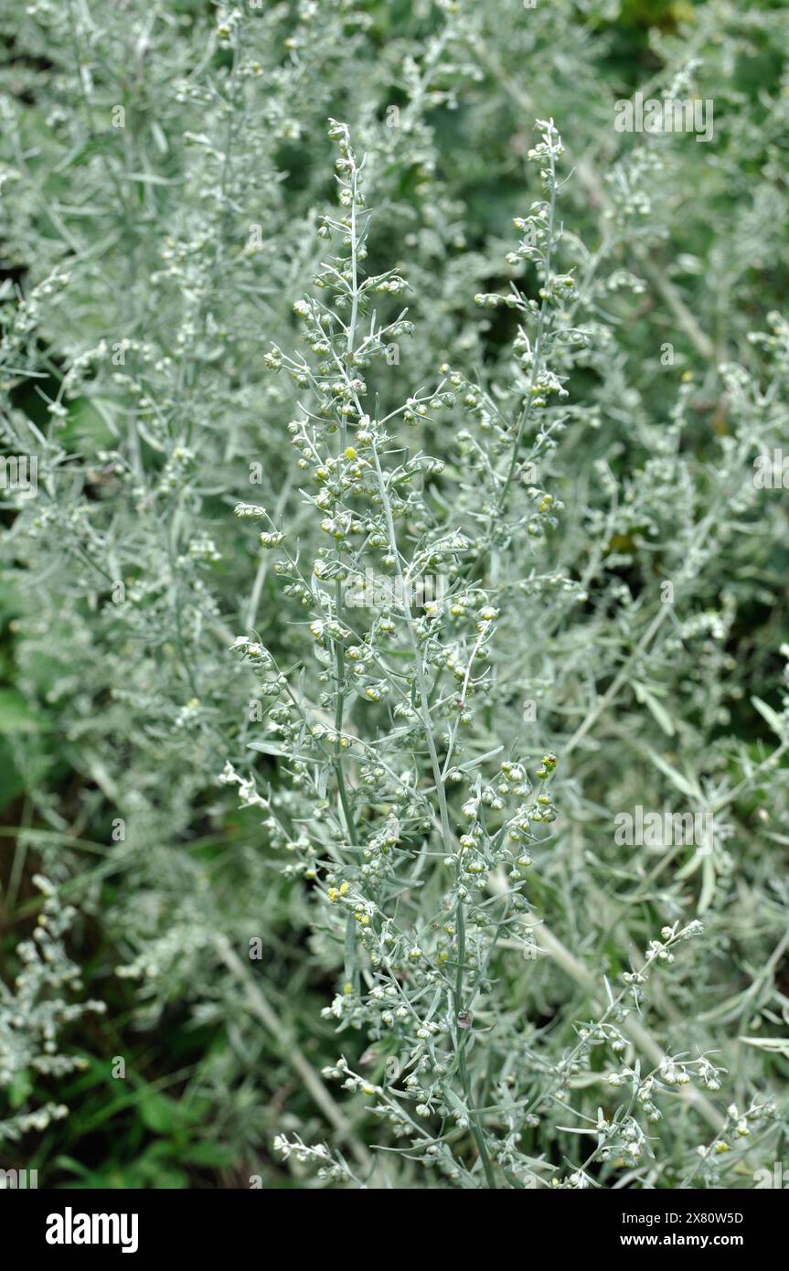 Nahaufnahme eines medizinischen Wermutgras auf der Wiese Stockfoto