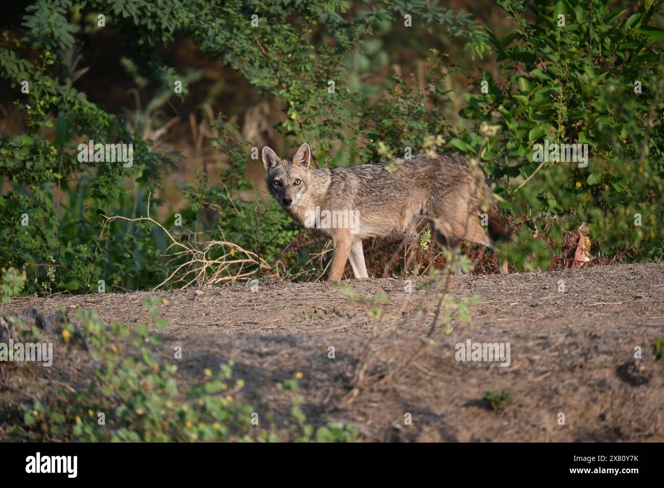 Der Goldschakal (Canis aureus), auch als gewöhnlicher Schakal bezeichnet, ist ein wolfähnlicher Kanid, der in Eurasien beheimatet ist. Es ist sowohl ein Raubtier als auch ein Fresser. Stockfoto