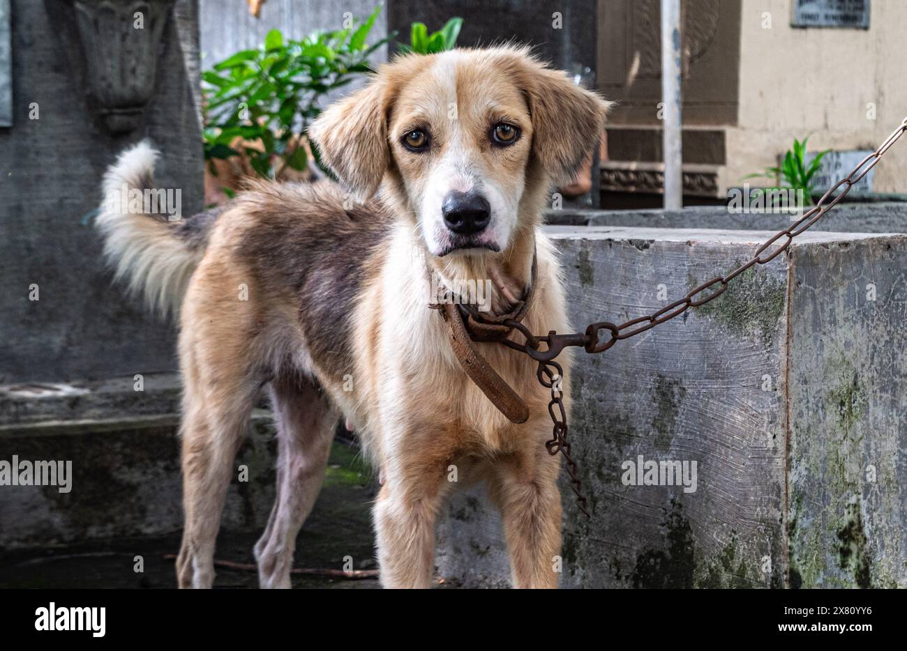 Tagsüber ruffiger Hund an einer Kette in einer rustikalen Umgebung im Freien Stockfoto