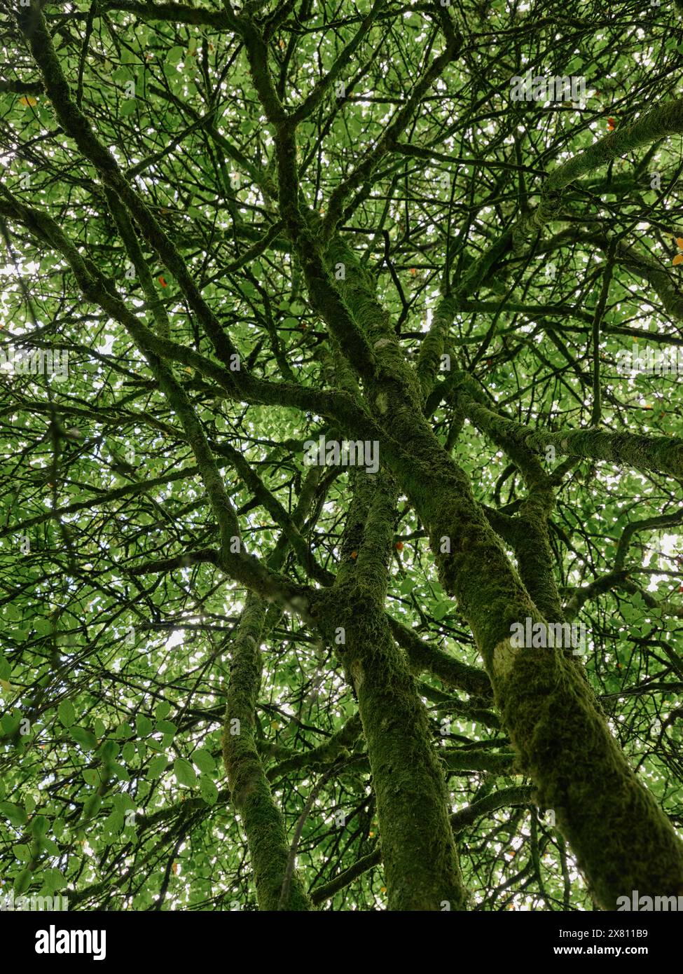Grüne Flechten und moosbedeckte Zweige Natur Hintergrund. Stockfoto