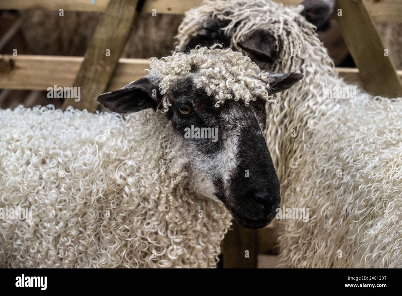 Nahaufnahme von 2 gelockten Teeswater-Schafen in einem Holzkäfig auf der Masham Sheep Fair, Großbritannien Stockfoto