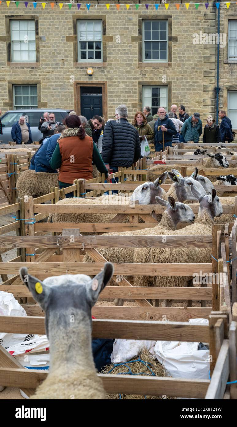 Schafe in Holzbuchten auf der Masham Sheep Fair, Großbritannien Stockfoto