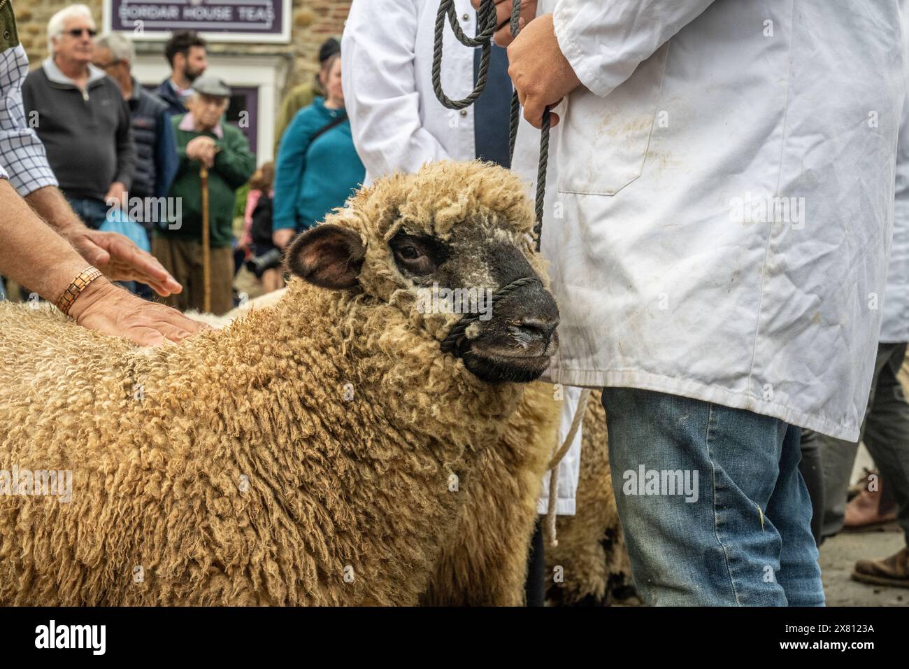 Nahaufnahme von Schafen, die von ihrem Besitzer in einem traditionellen weißen Fell an einem Gurtzeug gehalten werden, während der Richter auf der Masham Sheep Fair den Rücken der Schafe spürt. UK Stockfoto