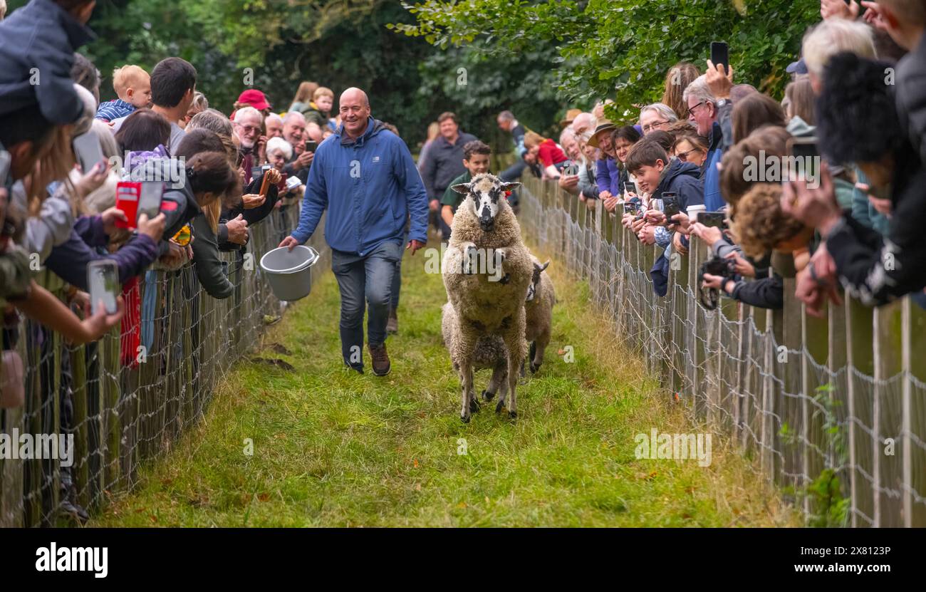 Schafrennen auf der Masham Sheep Fair, Großbritannien Stockfoto