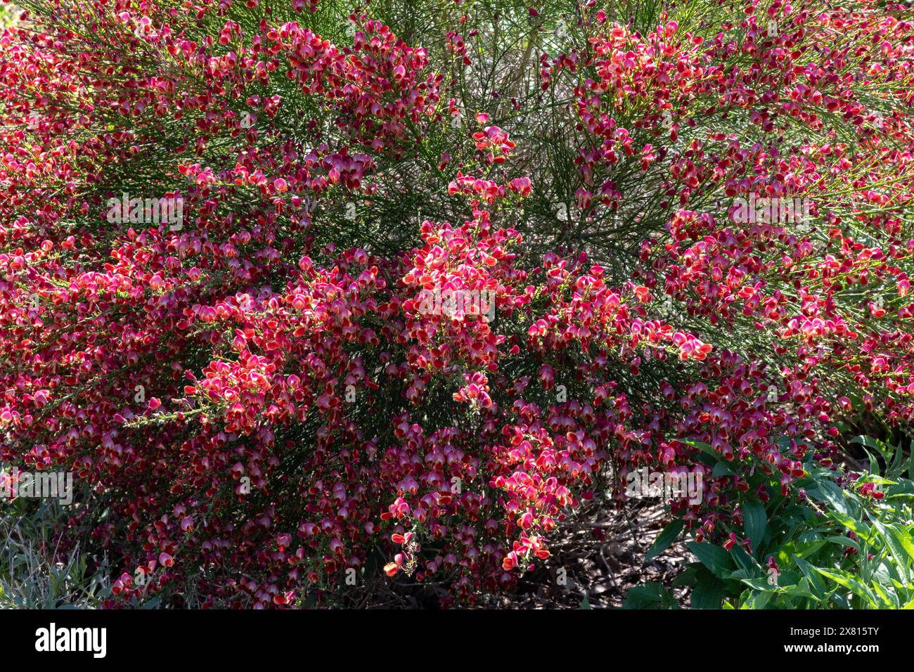 Cytisus „Red Lion“ Stockfoto