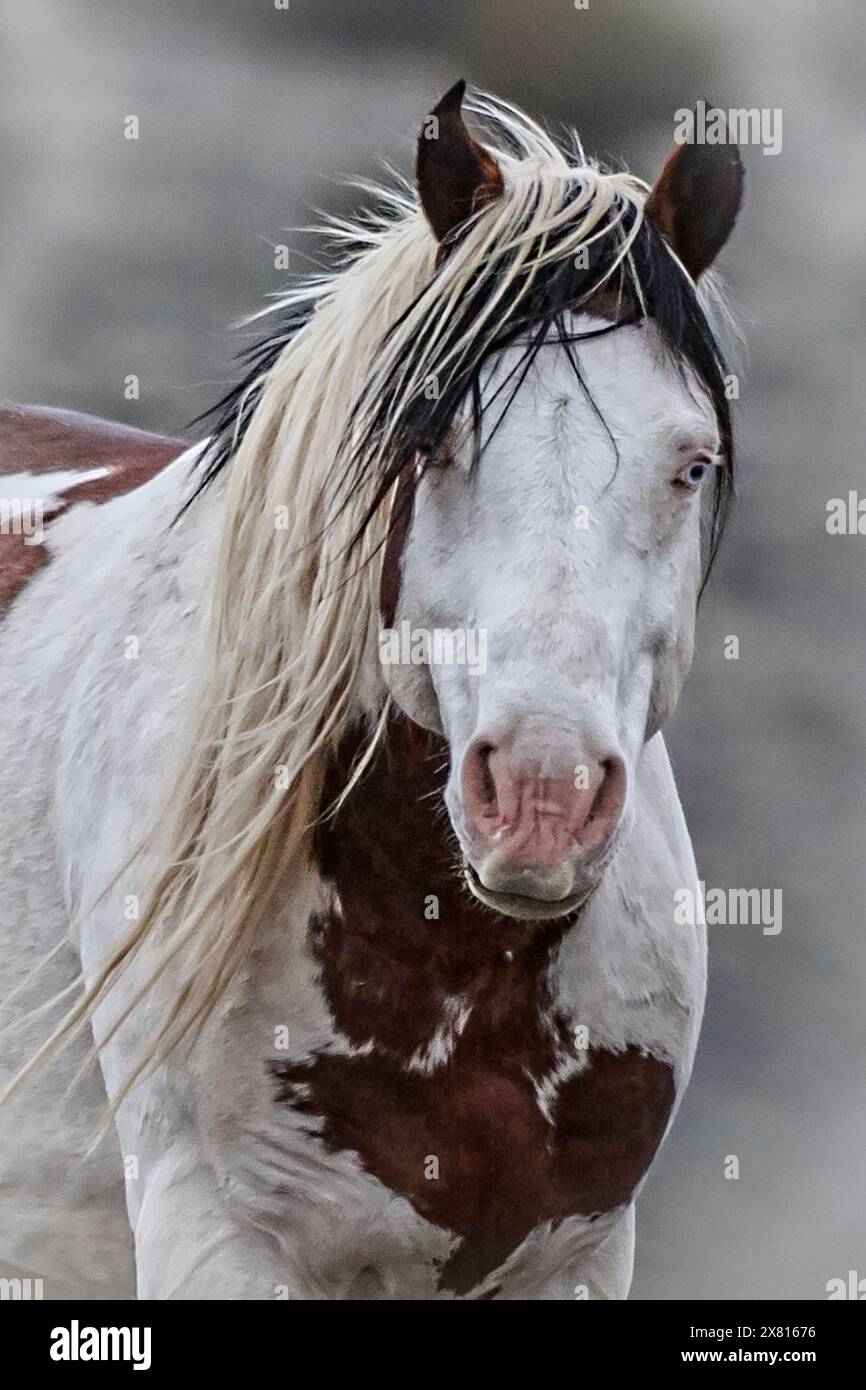Die Steens Mountain Wildpferde können von Pinto über Buchsleder, Sauerampfer, Bucht, Palomino, Graubraun und Schwarz reichen. Stockfoto
