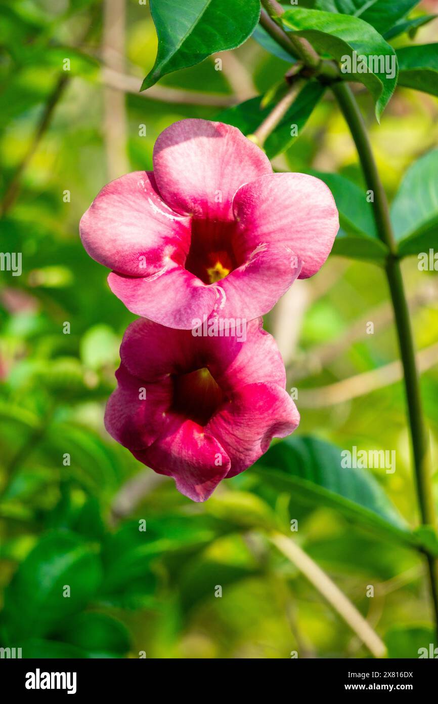 Allamanda blanchetii (violett allamanda, violett allamanda, Allamanda violacea). Die Stammfaser kann extrahiert werden, die sehr stark und seidenweiß ist Stockfoto